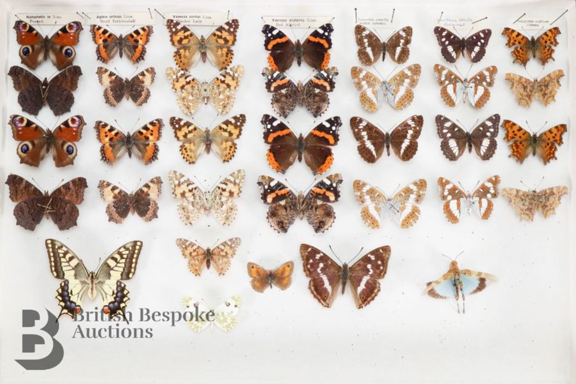 Lepidopterology - Collection of Taxidermy Butterflies - Bild 22 aus 28