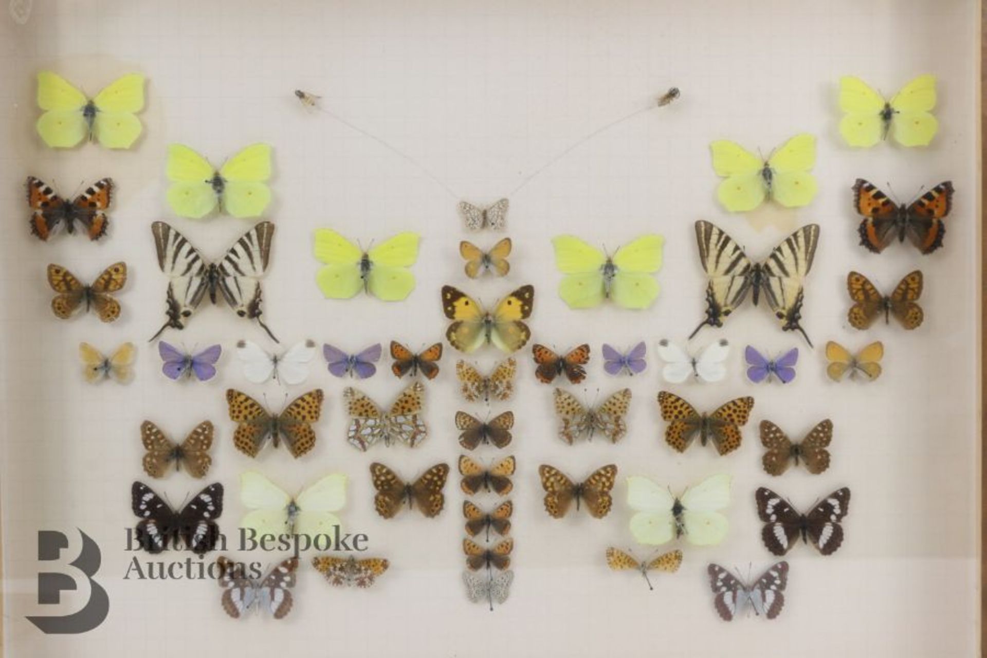 Lepidopterology - Collection of Taxidermy Butterflies - Bild 6 aus 28