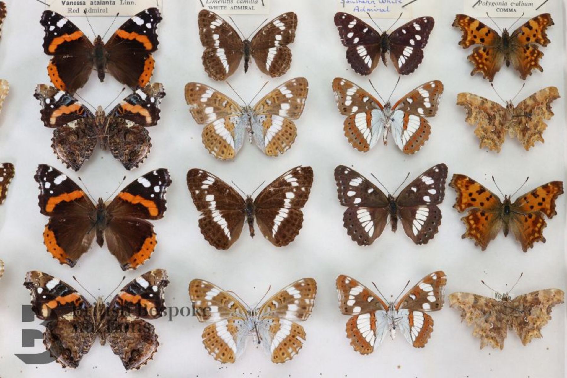 Lepidopterology - Collection of Taxidermy Butterflies - Bild 24 aus 28