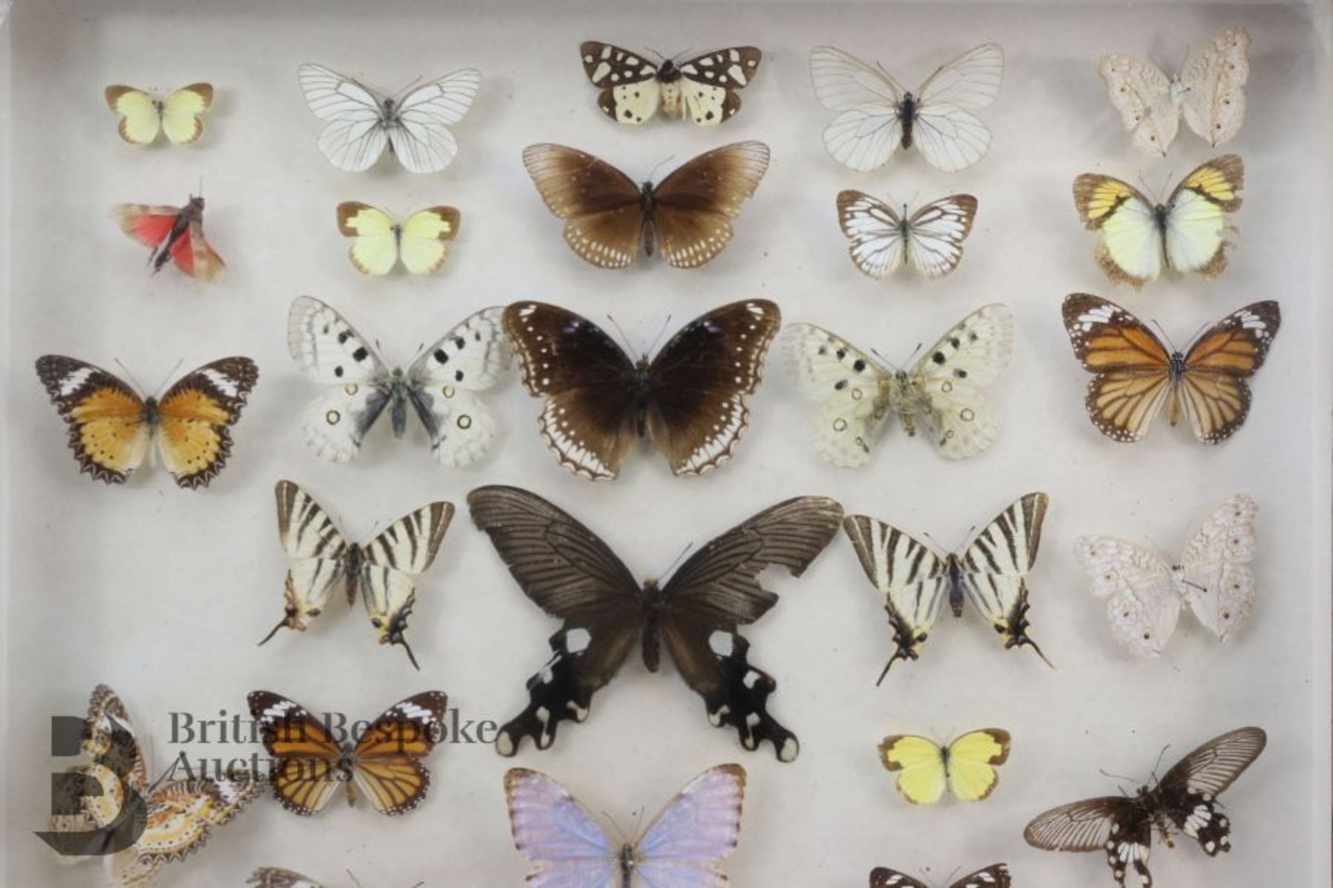 Lepidopterology - Collection of Taxidermy Butterflies - Bild 8 aus 28