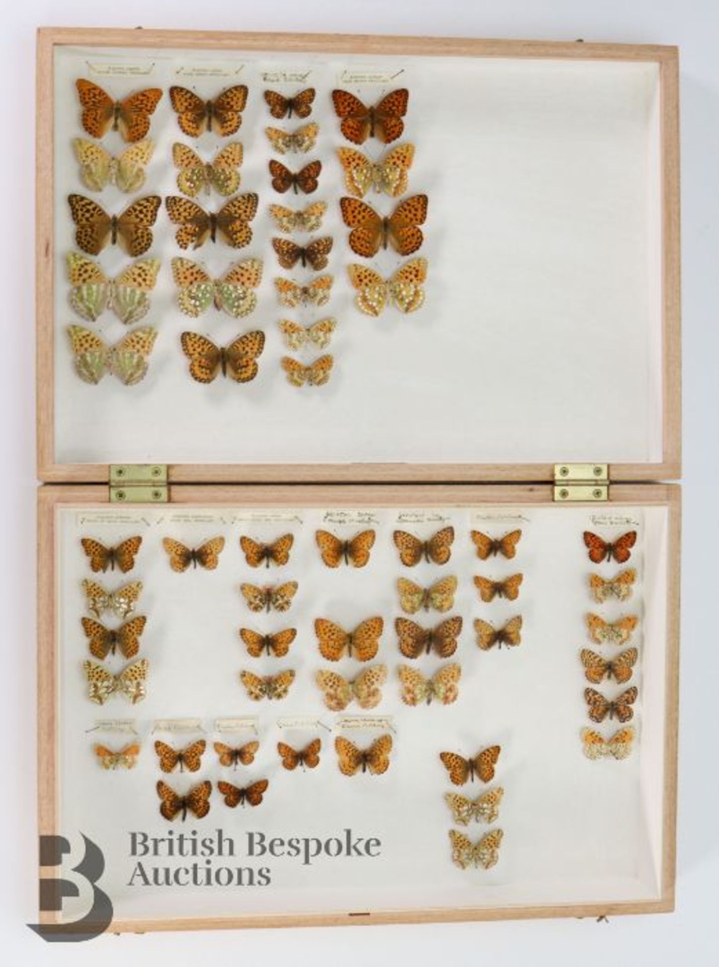 Lepidopterology - Collection of Taxidermy Butterflies - Bild 25 aus 28