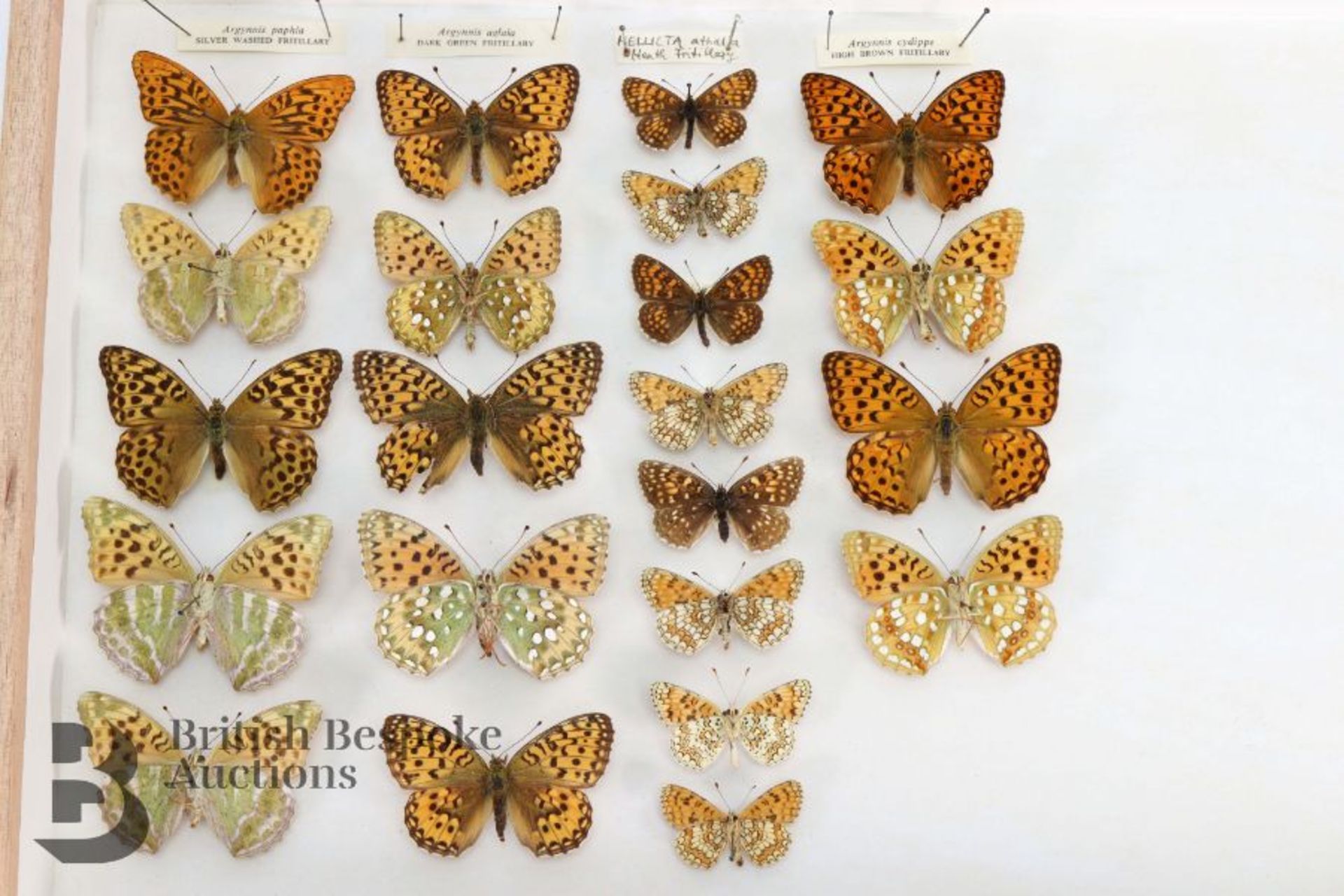 Lepidopterology - Collection of Taxidermy Butterflies - Bild 27 aus 28