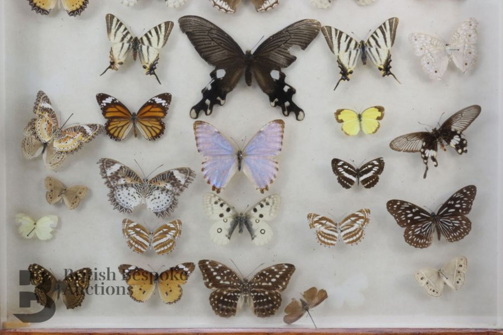 Lepidopterology - Collection of Taxidermy Butterflies - Bild 9 aus 28