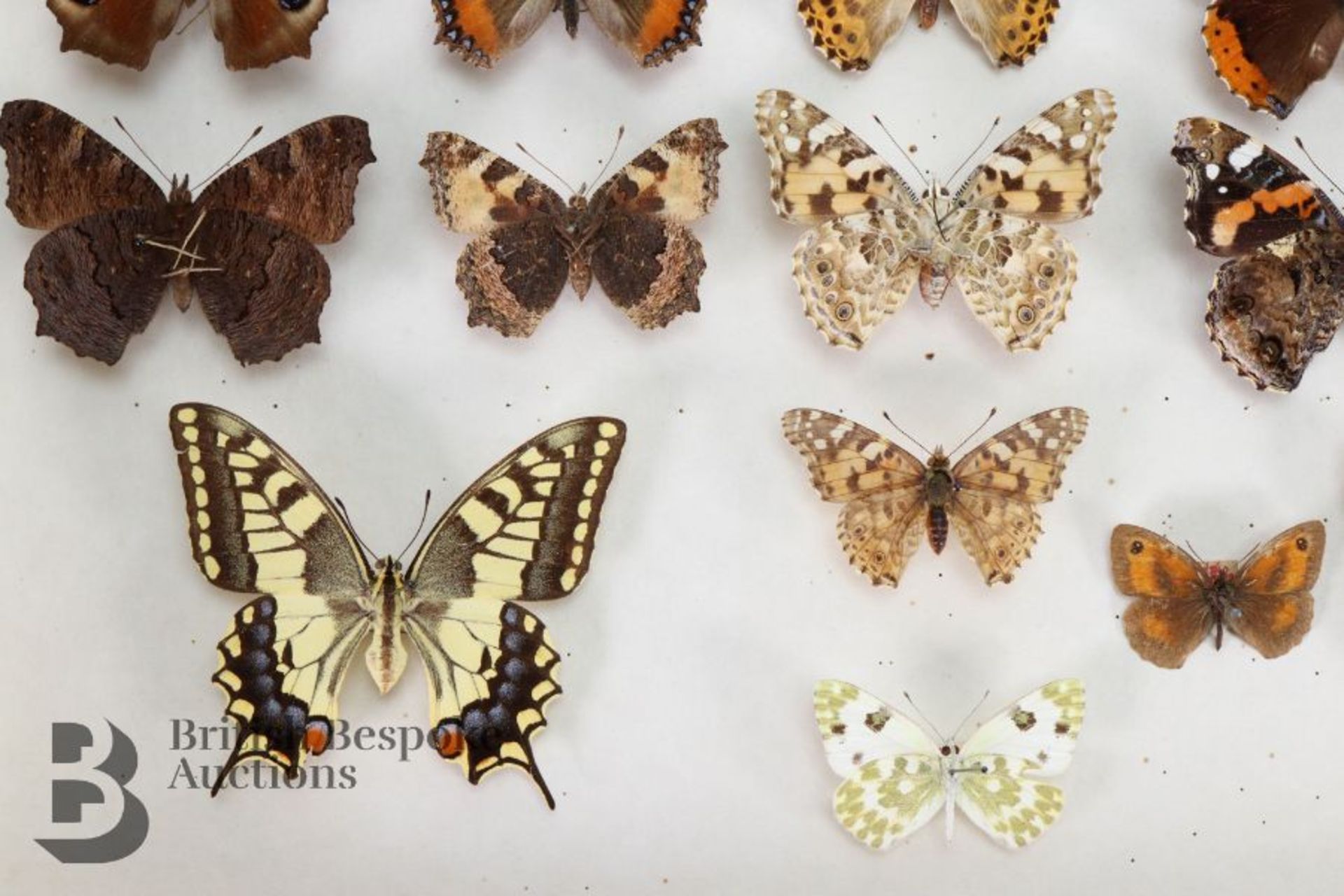 Lepidopterology - Collection of Taxidermy Butterflies - Bild 23 aus 28