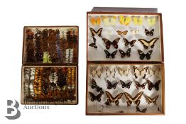 Two Boxes of British Butterflies