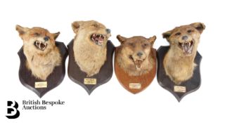 Four Fox Head Trophy Taxidermy