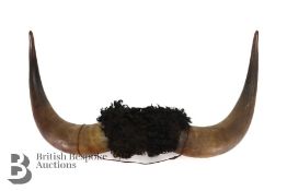 Taxidermy Bison Horns