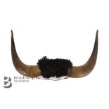 Taxidermy Bison Horns