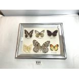 A FRAMED BUTTERFLY DISPLAY, PAPER KITE AND FIVE OTHERS.