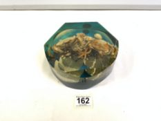 A VINTAGE LUCITE AQUARIAM DISPLAY, WITH CRABS, STAR FISH AND SHELLS, 18CMS.