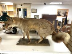 TAXIDERMY OF A FOX 79CM