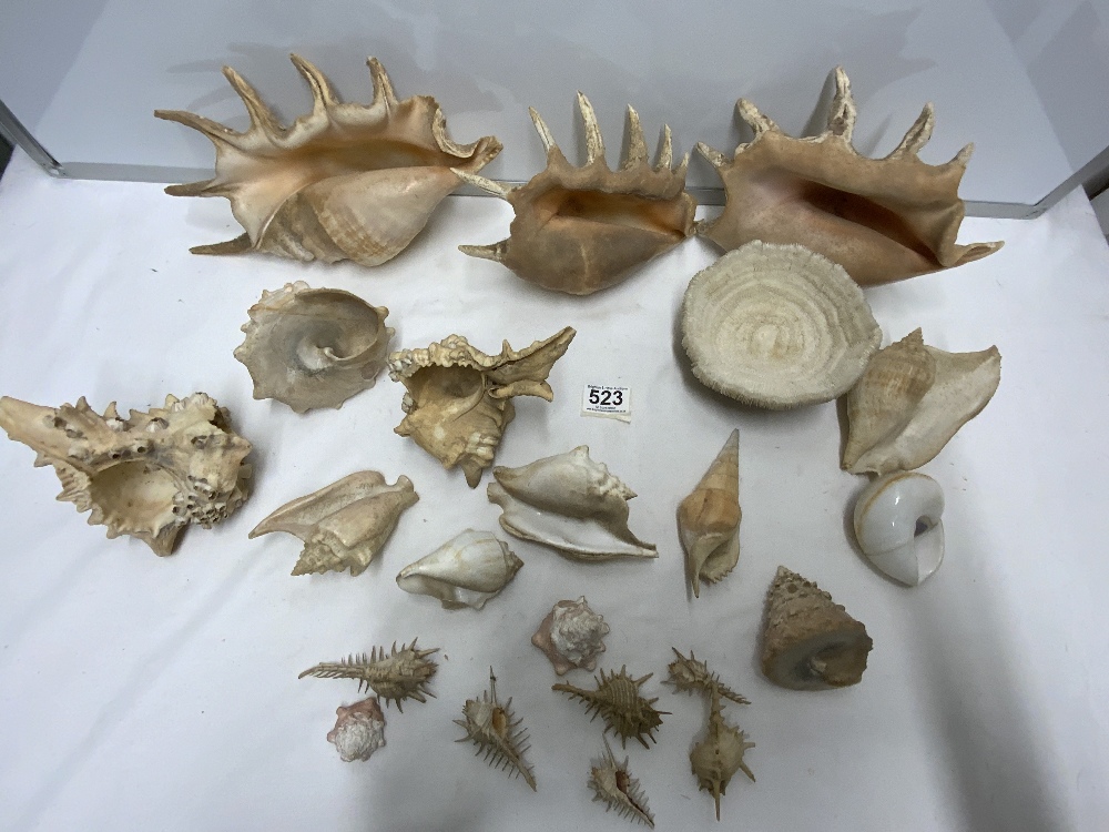 LARGE QUANTITY OF MIXED SHELLS AND MORE - Image 2 of 2