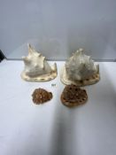 TWO LARGE CONCH SHELLS WITH TWO SMALLER ONES