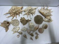 LARGE QUANTITY OF MIXED SHELLS AND MORE