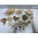 LARGE QUANTITY OF MIXED SHELLS AND MORE