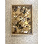 MIXED BUTTFLIES AND BEETLES UNDER GLASS 50 X 35CM