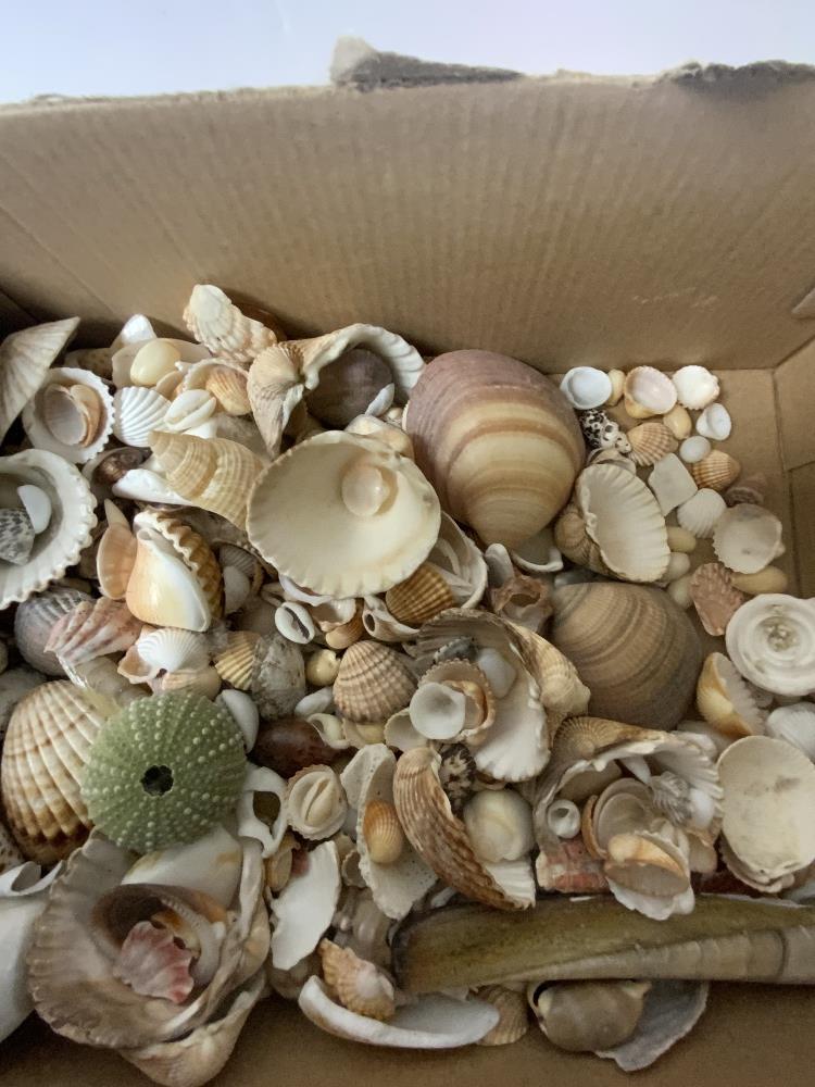 TWO LARGE SEA SHELLS, AND A QUANTITY OF SMALLER SHELLS. - Image 4 of 4