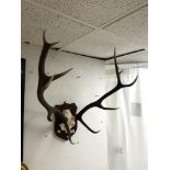 DEER MOUNTED SET OF HORNS