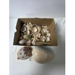 TWO LARGE SEA SHELLS, AND A QUANTITY OF SMALLER SHELLS.