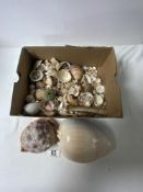 TWO LARGE SEA SHELLS, AND A QUANTITY OF SMALLER SHELLS.