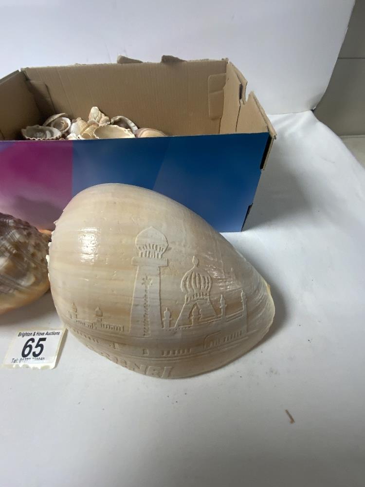 TWO LARGE SEA SHELLS, AND A QUANTITY OF SMALLER SHELLS. - Image 2 of 4