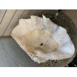 LARGE CONCH SHELL ( USED AS A SINK ) 67 CM