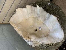 LARGE CONCH SHELL ( USED AS A SINK ) 67 CM