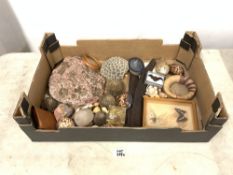 QUANTITY OF FOSSILS, BUTTERFLIES AND MORE