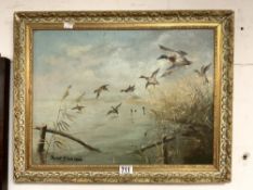 OIL ON CANVAS OF FLYING DUCKS, AFTER PETER SCOTT, 63X49 CMS.
