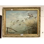 OIL ON CANVAS OF FLYING DUCKS, AFTER PETER SCOTT, 63X49 CMS.