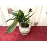 20TH CENTURY CHINESE PLANT POT WITH PLANT