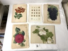 QUANTITY OF LOOSE PAPER BOOK PLATES OF BIRDS EGGS AND BOTANICAL.