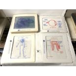 A QUANTITY OF TRANSPARENT IMAGES OF THE HUMAN ANATOMY BY THE UNITED TRANSPARENCIES INCORPORATED.