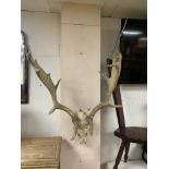 PAIR OF WALL MOUNTED STAG HORNS