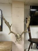 PAIR OF WALL MOUNTED STAG HORNS