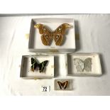 THREE BUTTERFLIES AND ONE MOTH IN CASES.