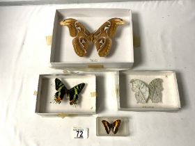 THREE BUTTERFLIES AND ONE MOTH IN CASES.