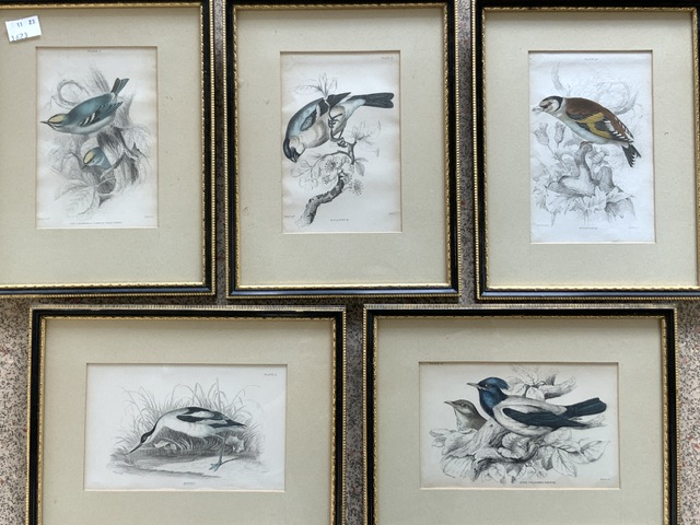 SET OF FIVE COLOURED PRINTS OF BIRDS, 10X14 CMS. - Image 2 of 2