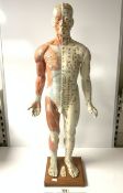 A VINTAGE PLASTIC ANATOMICAL MODEL OF A MALE ON WOODEN BASE, 86 CMS.
