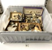 QUANTITY OF SEA SHELLS AND FOSSILS.