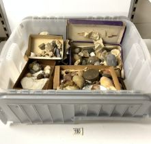 QUANTITY OF SEA SHELLS AND FOSSILS.