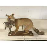 A TAXIDERMIC FOX WITH BIRD IN MOUTH.