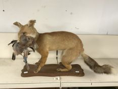 A TAXIDERMIC FOX WITH BIRD IN MOUTH.