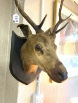 ANTIQUE TAXIDERMY DEER'S HEAD WALL MOUNTED.
