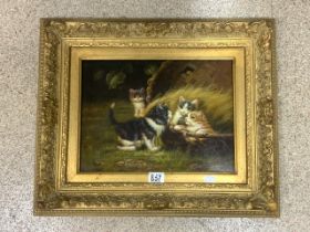 DAVID MILLER SIGNED OIL ON BOARD OF CATS IN ORNATE GILDED FRAME WITH CERT OF AUTH ON VERSO 60 X