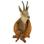 TAXIDERMY - a chamois mounted in a naturalistic pine surround, overall height 70cm