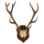 TAXIDERMY - a pair of stag antlers mounted on an oak shield plaque, width between the antlers 60cm