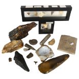 A collection of fossils and various artefacts, including elephant's teeth, ammonites, late Neolithic