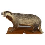 TAXIDERMY - a badger on stand, overall length 65cm