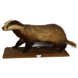 TAXIDERMY - a badger on stand, overall length 55cm